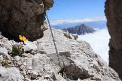 Papavero retico e Cima Ghez dalla Ferrata Brentari